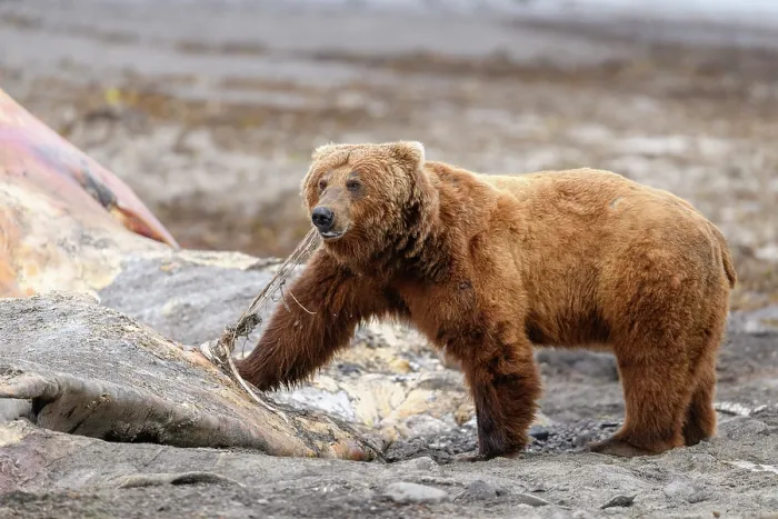 Framed Print : Brown bear (Ursus arctos) feeding on whale carcass on beach, Katmai National Park, Alaska, USA. June