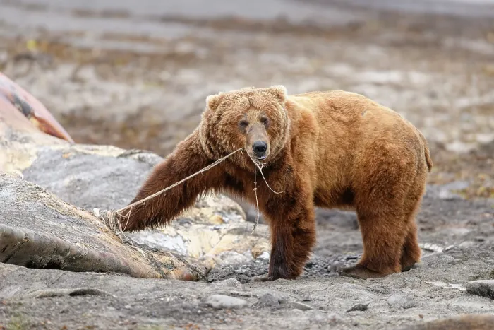 Framed Print : Brown bear (Ursus arctos) feeding on whale carcass on beach, Katmai National Park, Alaska, USA. June Framed Print : Brown bear (Ursus arctos) feeding on whale carcass on beach, Katmai National Park, Alaska, USA. June