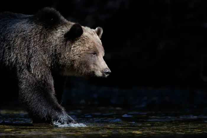 Framed Print : Brown bear (Ursus arctos) female, standing at edge of river, Great Bear Rainforest, British Columbia, Canada. October Framed Print : Brown bear (Ursus arctos) female, standing at edge of river, Great Bear Rainforest, British Columbia, Canada. October
