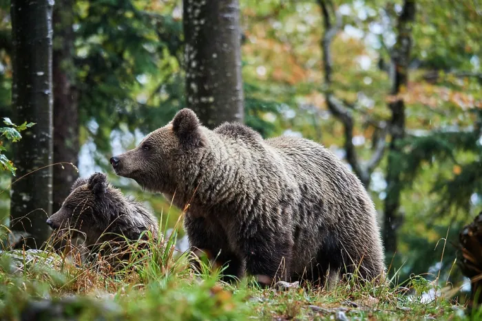Framed Print : Brown bear (Ursus arctos) female, aged 7 years, with cub, aged 10 months, standing in forest, Crna Gora private forest, Croatia. October Framed Print : Brown bear (Ursus arctos) female, aged 7 years, with cub, aged 10 months, standing in forest, Crna Gora private forest, Croatia. October