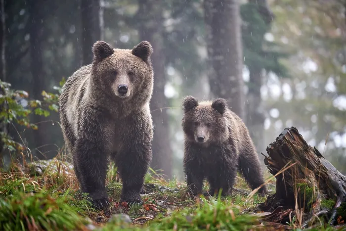 Framed Print : Brown bear (Ursus arctos) female, aged 7 years, with cub, aged 10 months, walking through forest in the rain, Crna Gora private forest, Croatia. October Framed Print : Brown bear (Ursus arctos) female, aged 7 years, with cub, aged 10 months, walking through forest in the rain, Crna Gora private forest, Croatia. October