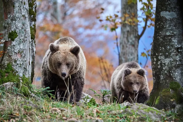 Framed Print : Brown bear (Ursus arctos) female, aged 7 years, with cub, aged 10 months, walking through forest, Crna Gora private forest, Croatia. October Framed Print : Brown bear (Ursus arctos) female, aged 7 years, with cub, aged 10 months, walking through forest, Crna Gora private forest, Croatia. October