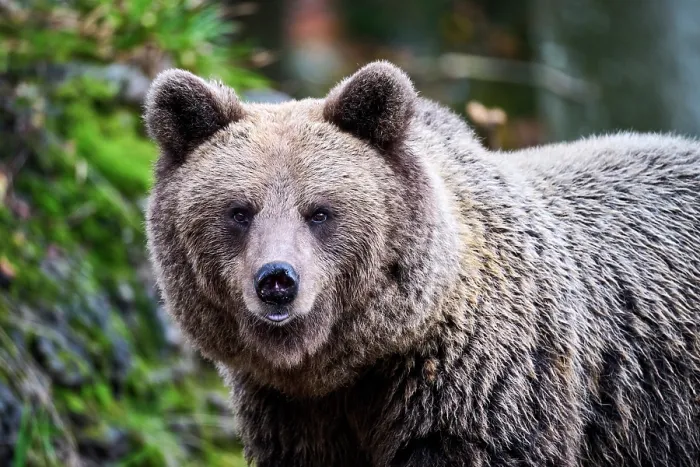Framed Print : Brown bear (Ursus arctos) female, aged 7 years, portrait, Crna Gora private forest, Croatia. October Framed Print : Brown bear (Ursus arctos) female, aged 7 years, portrait, Crna Gora private forest, Croatia. October