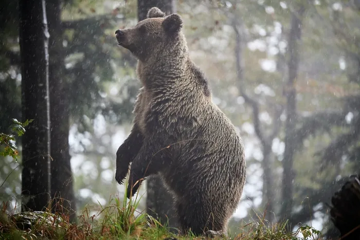 Framed Print : Brown bear (Ursus arctos) female, aged 7 years, standing alert on hind legs in the rain, Crna Gora private forest, Croatia. October Framed Print : Brown bear (Ursus arctos) female, aged 7 years, standing alert on hind legs in the rain, Crna Gora private forest, Croatia. October
