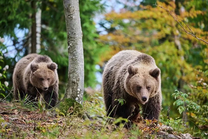 Framed Print : Brown bear (Ursus arctos) female, aged 7 years, with cub, aged 10 months, walking through forest, Crna Gora private forest, Croatia. October Framed Print : Brown bear (Ursus arctos) female, aged 7 years, with cub, aged 10 months, walking through forest, Crna Gora private forest, Croatia. October