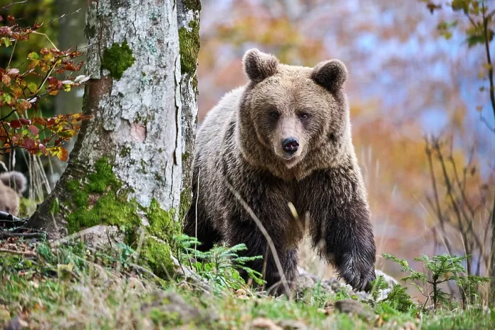 Framed Print : Brown bear (Ursus arctos) female, aged 7 years, running in the forest, Crna Gora private forest, Croatia. October Framed Print : Brown bear (Ursus arctos) female, aged 7 years, running in the forest, Crna Gora private forest, Croatia. October