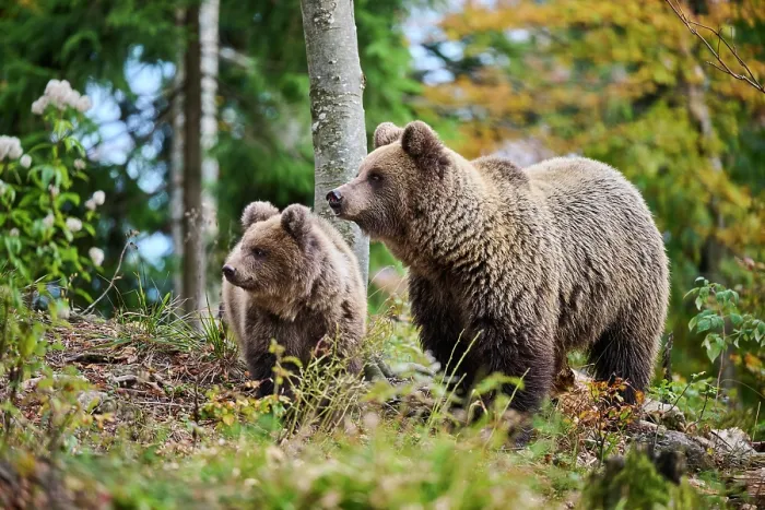 Framed Print : Brown bear (Ursus arctos) female, aged 7 years, with cub, aged 10 months, standing in forest, Crna Gora private forest, Croatia. October Framed Print : Brown bear (Ursus arctos) female, aged 7 years, with cub, aged 10 months, standing in forest, Crna Gora private forest, Croatia. October