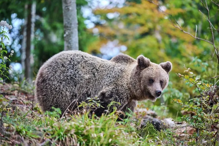 Framed Print : Brown bear (Ursus arctos) female, aged 7 years, standing in the forest, Crna Gora private forest, Croatia. October Framed Print : Brown bear (Ursus arctos) female, aged 7 years, standing in the forest, Crna Gora private forest, Croatia. October