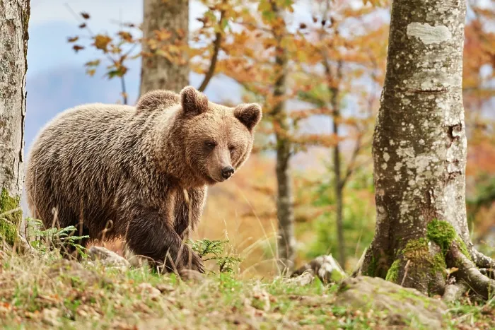 Framed Print : Brown bear (Ursus arctos) female, aged 7 years, walking through forest, Crna Gora private forest, Croatia. October Framed Print : Brown bear (Ursus arctos) female, aged 7 years, walking through forest, Crna Gora private forest, Croatia. October