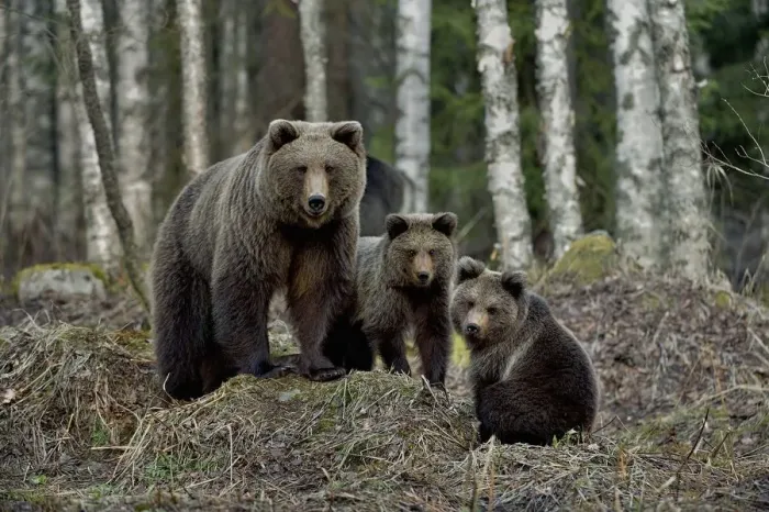 Framed Print : Brown bear (Ursus arctos) female and two cubs. In coniferous forest, Finland. May Framed Print : Brown bear (Ursus arctos) female and two cubs. In coniferous forest, Finland. May