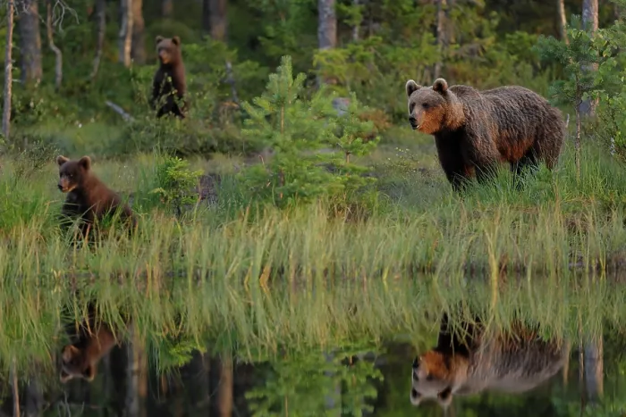 Framed Print : Brown bear (Ursus arctos) female with two cubs at edge of pond in forest, Finland. July Framed Print : Brown bear (Ursus arctos) female with two cubs at edge of pond in forest, Finland. July