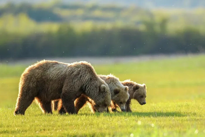 Framed Print : Brown bear (Ursus arctos) female with two cubs feeding in sedge meadow, Hallo Bay, Katmai National Park, Alaska, USA. June Framed Print : Brown bear (Ursus arctos) female with two cubs feeding in sedge meadow, Hallo Bay, Katmai National Park, Alaska, USA. June