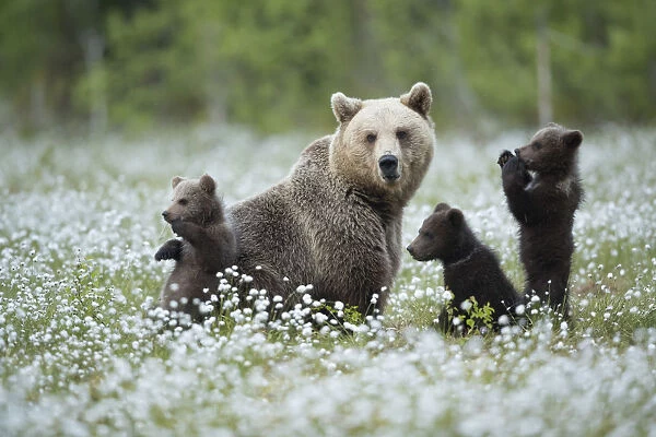 Brown Bear (Ursus arctos) female and cubs playing amongst the cotton grass, Finland, June