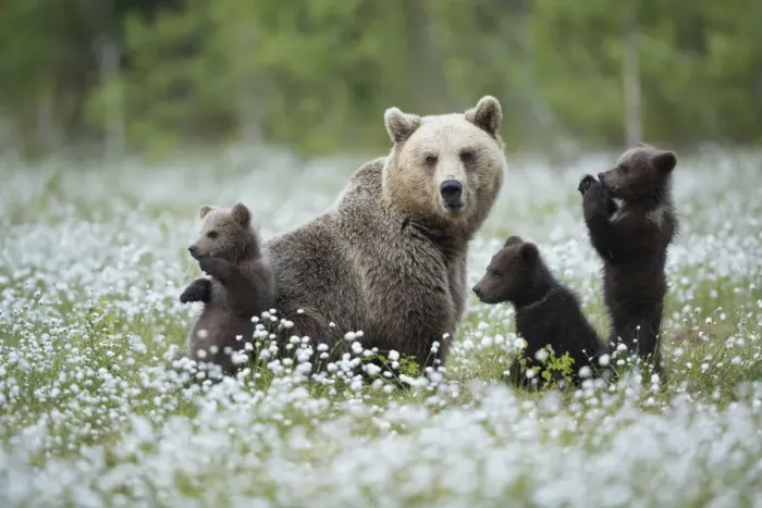 Framed Print : Brown Bear (Ursus arctos) female and cubs playing amongst the cotton grass, Finland, June Framed Print : Brown Bear (Ursus arctos) female and cubs playing amongst the cotton grass, Finland, June