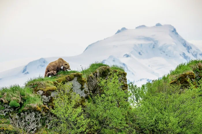 Framed Print : Brown bear (Ursus arctos) female with three cubs standing on a rocky ridge, Katmai National Park, Alaska, USA. June Framed Print : Brown bear (Ursus arctos) female with three cubs standing on a rocky ridge, Katmai National Park, Alaska, USA. June