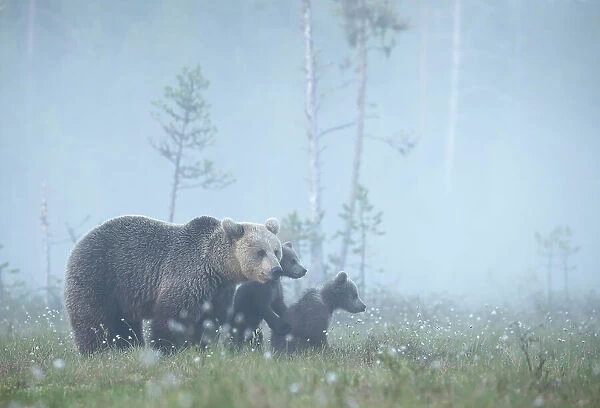Brown bear (Ursus arctos) female with two cubs walking through misty, woodland meadow, Finland. June