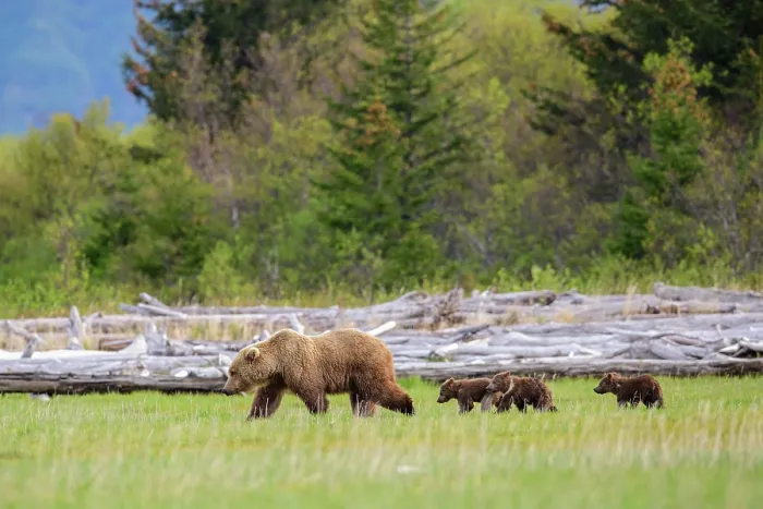 Framed Print : Brown bear (Ursus arctos) female with three cubs walking through meadow, Hallo Bay, Katmai National Park, Alaska, USA. June Framed Print : Brown bear (Ursus arctos) female with three cubs walking through meadow, Hallo Bay, Katmai National Park, Alaska, USA. June