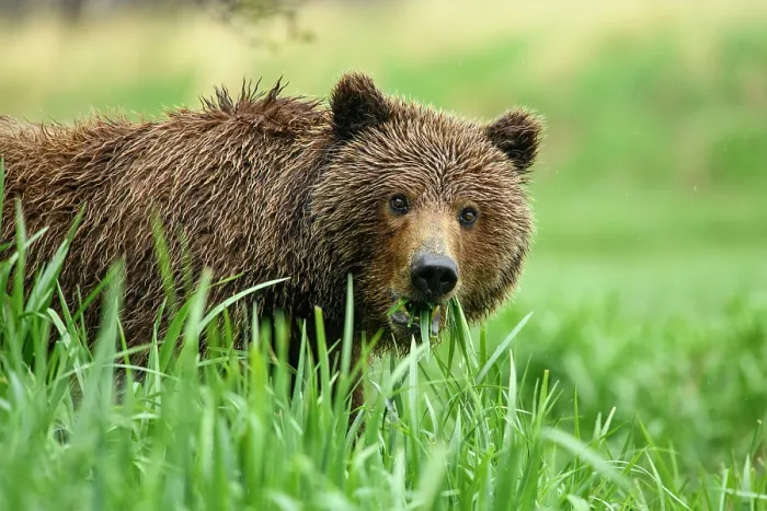 Framed Print : Brown bear (Ursus arctos) female feeding on vegetation, Katmai National Park, Alaska, USA. June Framed Print : Brown bear (Ursus arctos) female feeding on vegetation, Katmai National Park, Alaska, USA. June