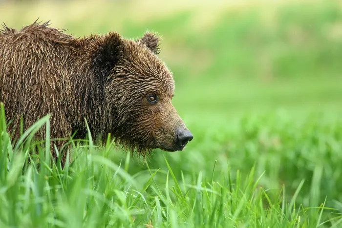 Framed Print : Brown bear (Ursus arctos) female feeding on vegetation, Katmai National Park, Alaska, USA. June Framed Print : Brown bear (Ursus arctos) female feeding on vegetation, Katmai National Park, Alaska, USA. June