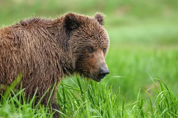 Framed Print : Brown bear (Ursus arctos) female in long vegetation. Katmai National Park, Alaska, USA. June Framed Print : Brown bear (Ursus arctos) female in long vegetation. Katmai National Park, Alaska, USA. June