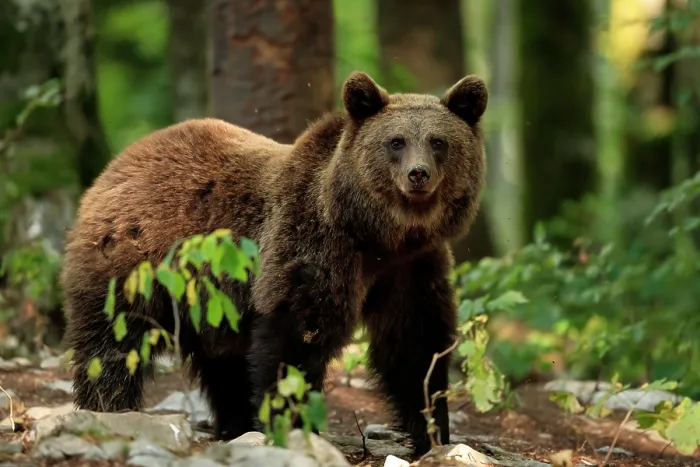 Framed Print : Brown bear (Ursus arctos) juvenile, walking through forest, Dinaric Alps, Slovenia. September Framed Print : Brown bear (Ursus arctos) juvenile, walking through forest, Dinaric Alps, Slovenia. September