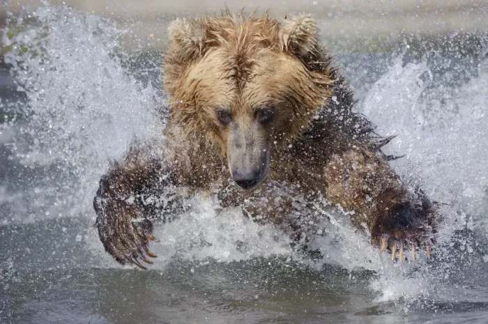 Framed Print : Brown bear (Ursus arctos) leaping through water to catch salmon in river, Kamchatka Framed Print : Brown bear (Ursus arctos) leaping through water to catch salmon in river, Kamchatka