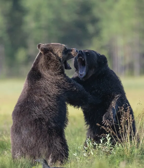 Framed Print : Two Brown bear (Ursus arctos) males, fighting, Finland. August Framed Print : Two Brown bear (Ursus arctos) males, fighting, Finland. August