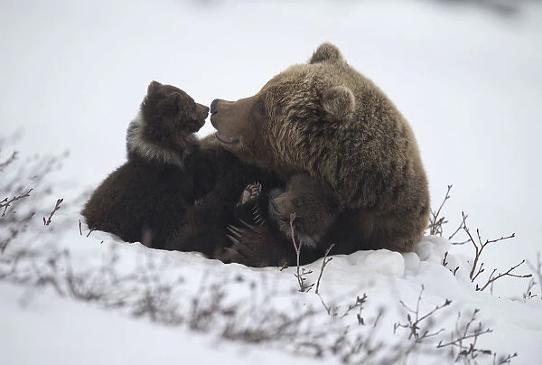 Brown bear (Ursus arctos) mother and cubs, South Kamchatka Sanctuary, Kronotsky Nature Reserve