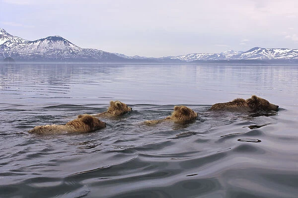 Brown bear (Ursus arctos) mother and three cubs swimming across lake, Kamchatka, Far east Russia