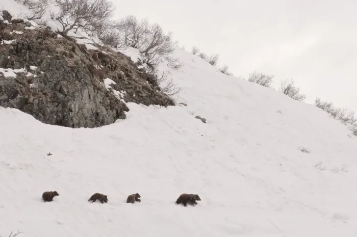 Framed Print : Brown bear (Ursus arctos) mother leads three cubs over hillside in snow, Kamchatka Framed Print : Brown bear (Ursus arctos) mother leads three cubs over hillside in snow, Kamchatka