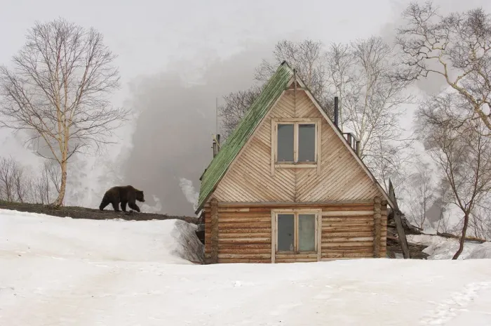Framed Print : Brown bear {Ursus arctos} near photographers wooden cabin, Valley of the Geysers Framed Print : Brown bear {Ursus arctos} near photographers wooden cabin, Valley of the Geysers