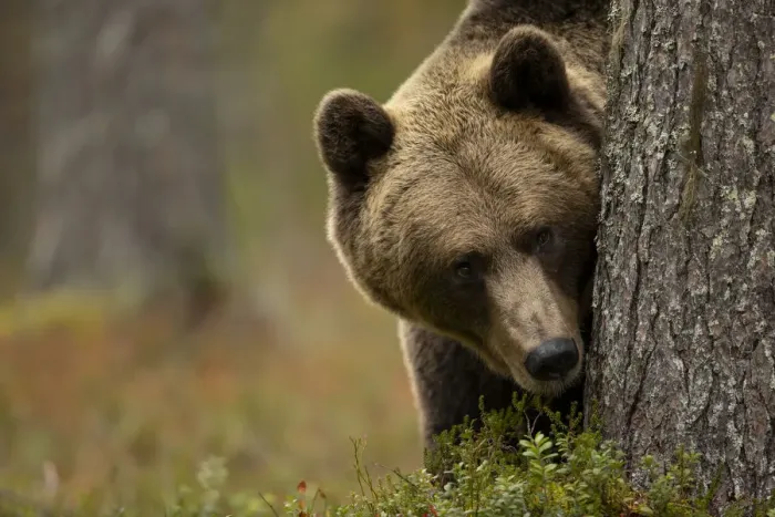 Framed Print : Brown bear (Ursus arctos) peering out from behind a tree, Finland. September Framed Print : Brown bear (Ursus arctos) peering out from behind a tree, Finland. September