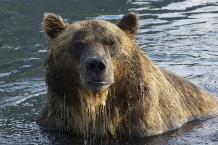 Framed Print : Brown bear (Ursus arctos) portrait, whilst fishing for sockeye salmon in the Ozernaya River