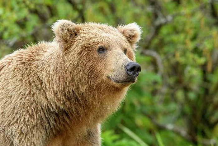 Framed Print : Brown bear (Ursus arctos) portrait, Katmai National Park, Alaska, USA. June Framed Print : Brown bear (Ursus arctos) portrait, Katmai National Park, Alaska, USA. June