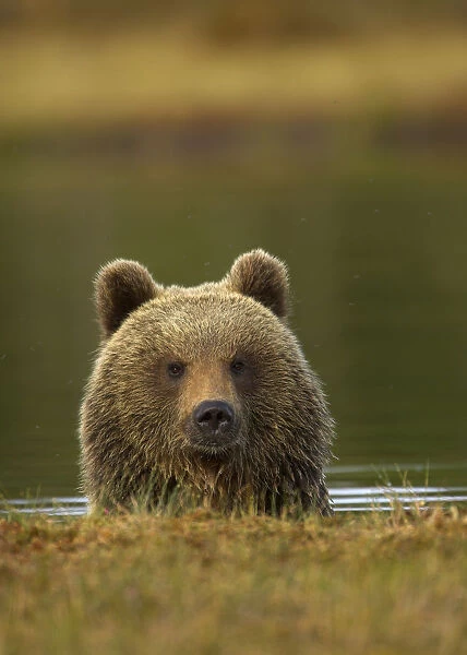 Brown Bear (Ursus arctos) portrait in water. Finland, Europe, June