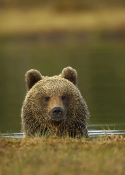 Framed Print : Brown Bear (Ursus arctos) portrait in water. Finland, Europe, June Framed Print : Brown Bear (Ursus arctos) portrait in water. Finland, Europe, June