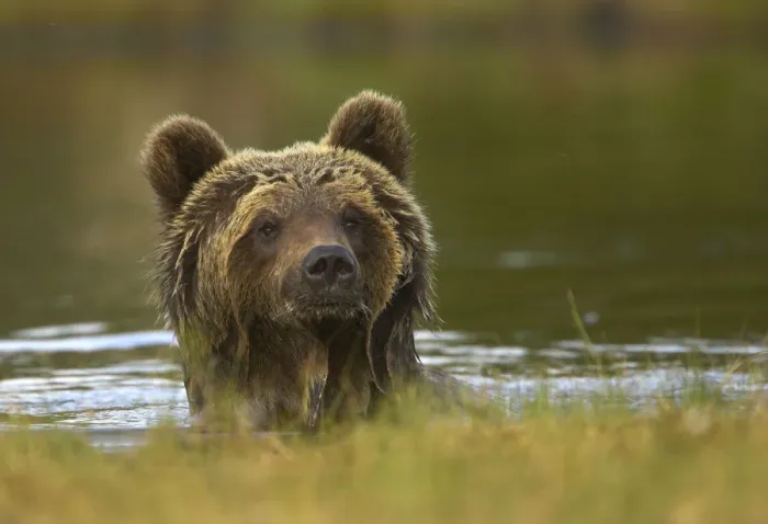 Framed Print : Brown Bear (Ursus arctos) portrait in water with wet fur. Finland, Europe, June Framed Print : Brown Bear (Ursus arctos) portrait in water with wet fur. Finland, Europe, June