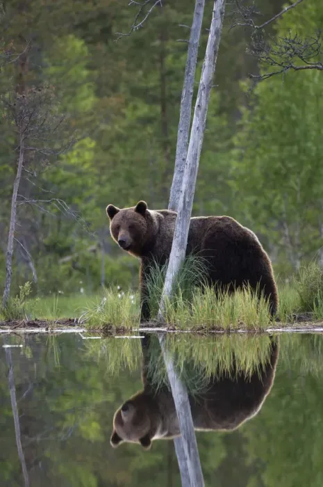 Framed Print : Brown Bear (Ursus arctos) and reflection in pond. Finland, Europe, June Framed Print : Brown Bear (Ursus arctos) and reflection in pond. Finland, Europe, June