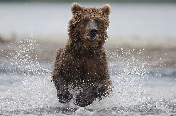 Brown bear (Ursus arctos) running through water, fishing, Kamchatka, Far east Russia