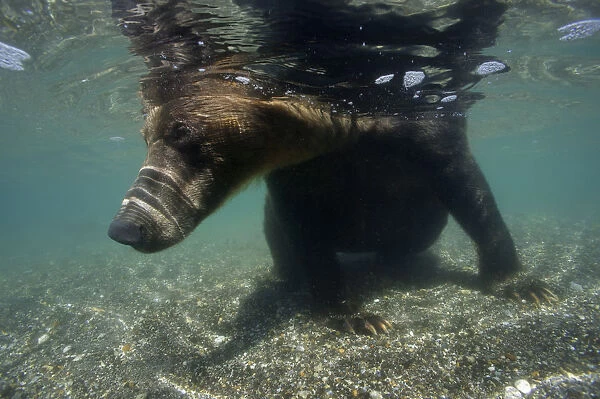 Brown bear (Ursus arctos) seen from underwater, fishing for Sockeye salmon, Ozernaya River