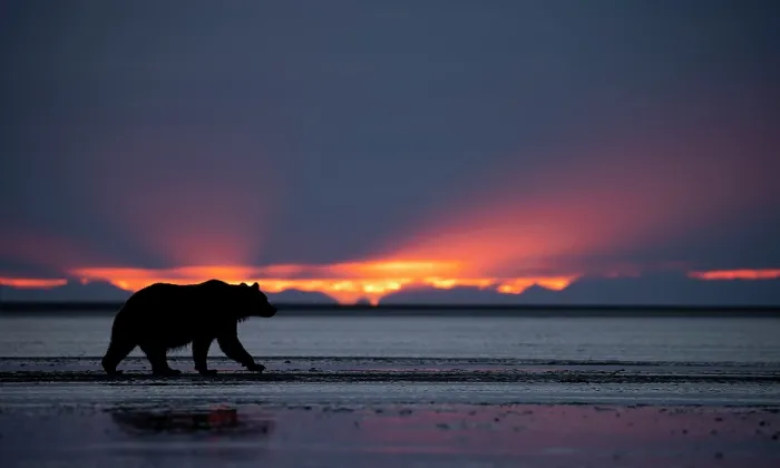 Framed Print : Brown bear (Ursus arctos) silhouetted at dawn, Lake Clark National Park, Alaska. September Framed Print : Brown bear (Ursus arctos) silhouetted at dawn, Lake Clark National Park, Alaska. September