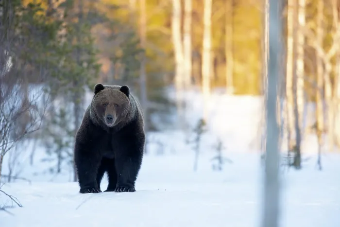 Framed Print : Brown bear (Ursus arctos) in the snow in woodland, Finland. April Framed Print : Brown bear (Ursus arctos) in the snow in woodland, Finland. April