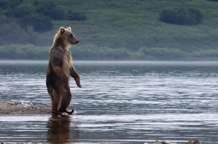 Framed Print : Brown bear (Ursus arctos) standing beside lake looking for salmon, Kamchatka, Far east Russia Framed Print : Brown bear (Ursus arctos) standing beside lake looking for salmon, Kamchatka, Far east Russia