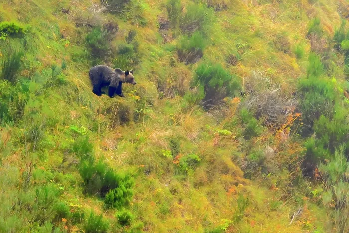 Framed Print : Brown bear (Ursus arctos) standing among vegetation on mountainside, Somiedo, Asturias, Spain. August Framed Print : Brown bear (Ursus arctos) standing among vegetation on mountainside, Somiedo, Asturias, Spain. August