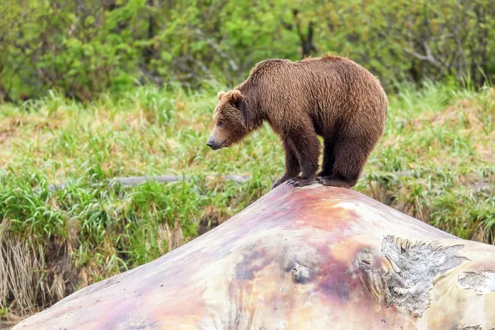 Framed Print : Brown bear (Ursus arctos) standing on whale carcass, Katmai National Park, Alaska, USA. June Framed Print : Brown bear (Ursus arctos) standing on whale carcass, Katmai National Park, Alaska, USA. June