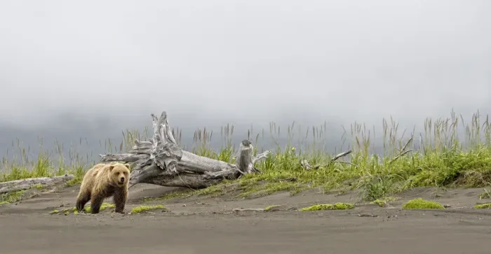 Framed Print : Brown bear (Ursus arctos) strolling along the beach in the rain, looking towards the camera Framed Print : Brown bear (Ursus arctos) strolling along the beach in the rain, looking towards the camera
