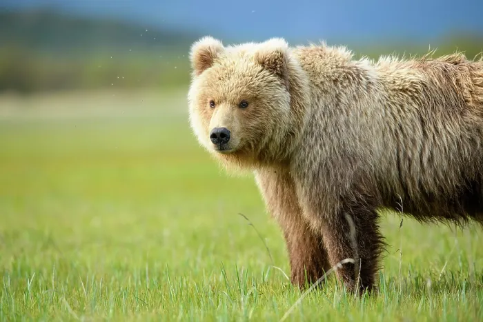 Framed Print : Brown bear (Ursus arctos) sub-adult standing in sedge meadow, Hallo Bay, Katmai National Park, Alaska, USA. June Framed Print : Brown bear (Ursus arctos) sub-adult standing in sedge meadow, Hallo Bay, Katmai National Park, Alaska, USA. June
