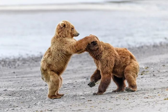Framed Print : Two Brown bear (Ursus arctos) sub-adults play-fighting on beach, Katmai National Park, Alaska, USA. June