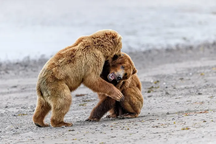 Framed Print : Two Brown bear (Ursus arctos) sub-adults play-fighting on beach, Katmai National Park, Alaska, USA. June Framed Print : Two Brown bear (Ursus arctos) sub-adults play-fighting on beach, Katmai National Park, Alaska, USA. June