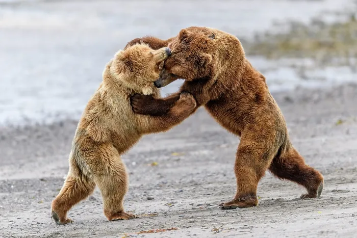 Framed Print : Two Brown bear (Ursus arctos) sub-adults play-fighting on beach, Katmai National Park, Alaska, USA. June Framed Print : Two Brown bear (Ursus arctos) sub-adults play-fighting on beach, Katmai National Park, Alaska, USA. June